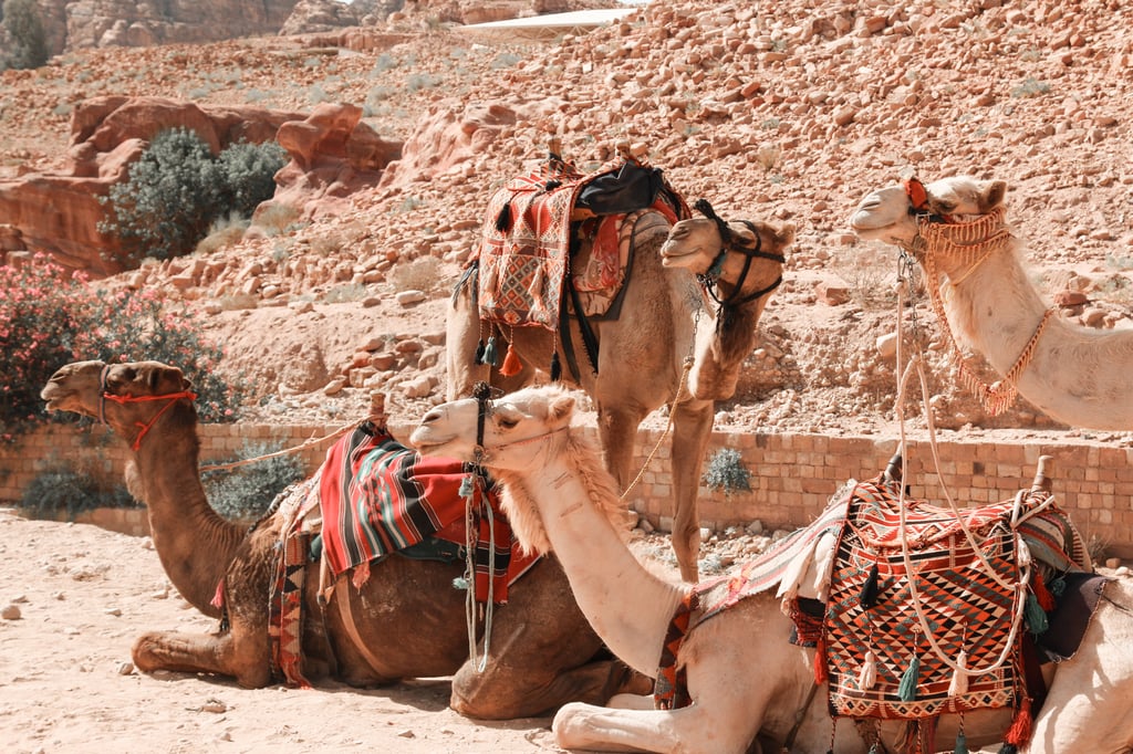 Подумайте об этике перед поездкой на верблюде